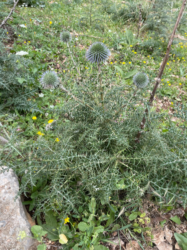 Echinops adenocaulos, photograph 4