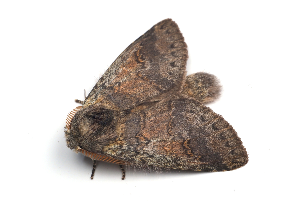 Disparia yaeyamana