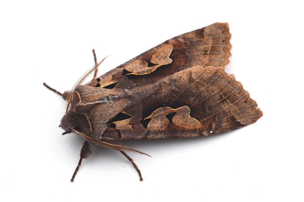 Perigrapha hoenei