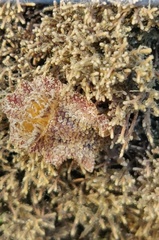 Carminodoris