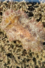Carminodoris