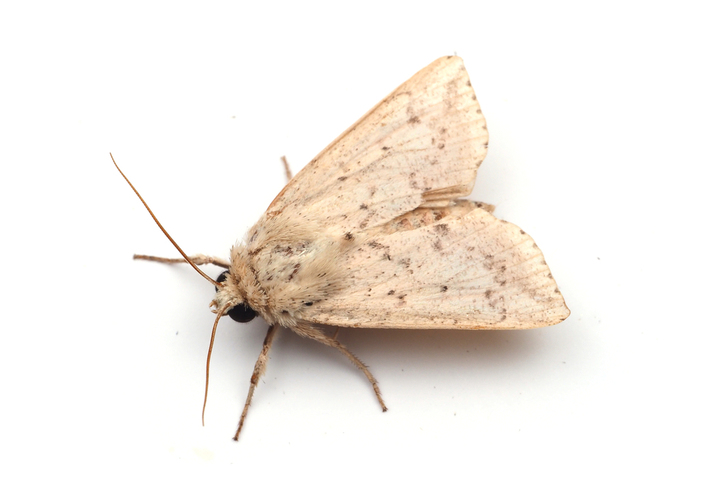 Mythimna inouei