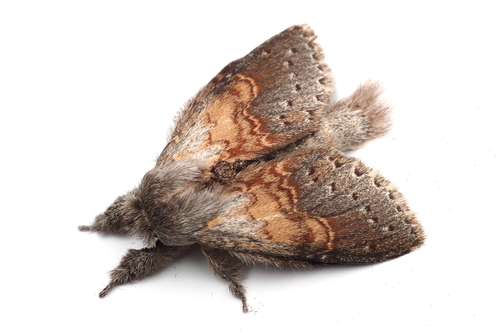 Stauropus basalis