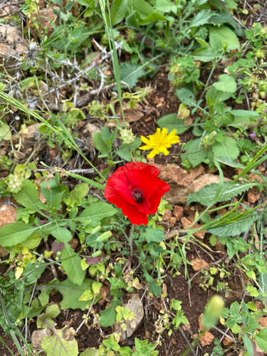 Papaver umbonatum, photograph 3