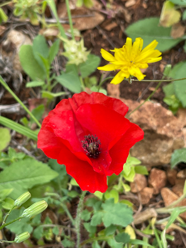 Papaver umbonatum, photograph 4