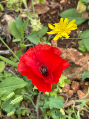Papaver umbonatum, photograph (c) Jared Lincenberg, some rights reserved (CC BY)