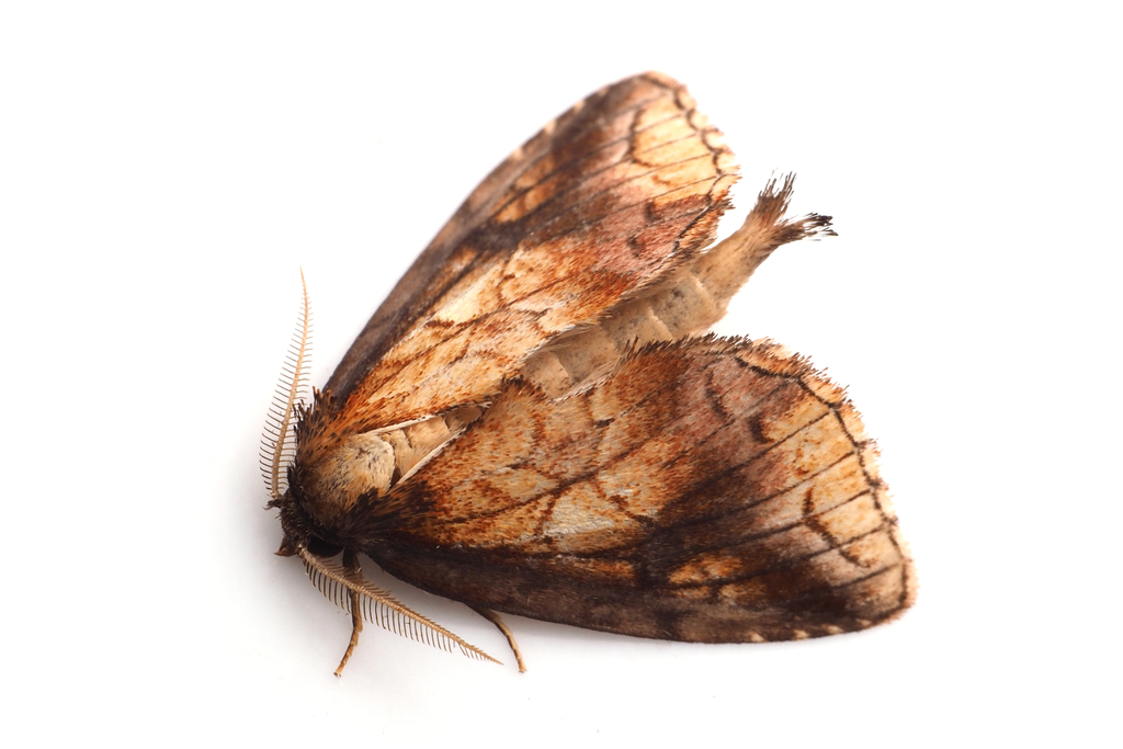 Rosama cinnamomea