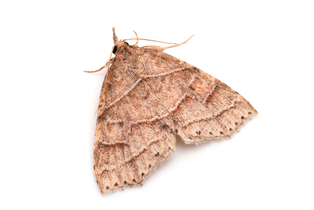 Tamba roseopurpurea