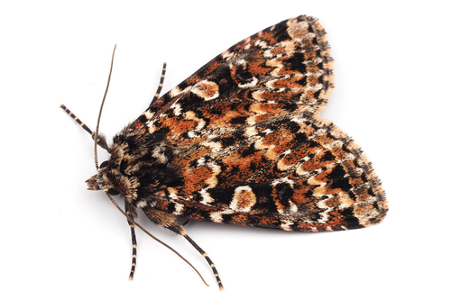 Xestia speciosa Hübner, 1813