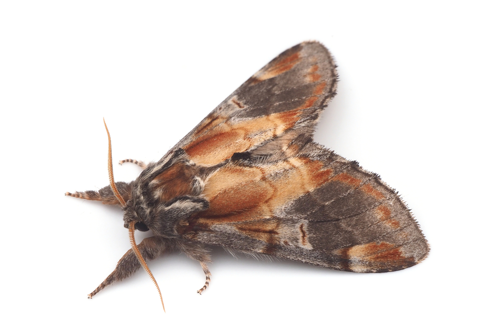Notodonta dembowskii