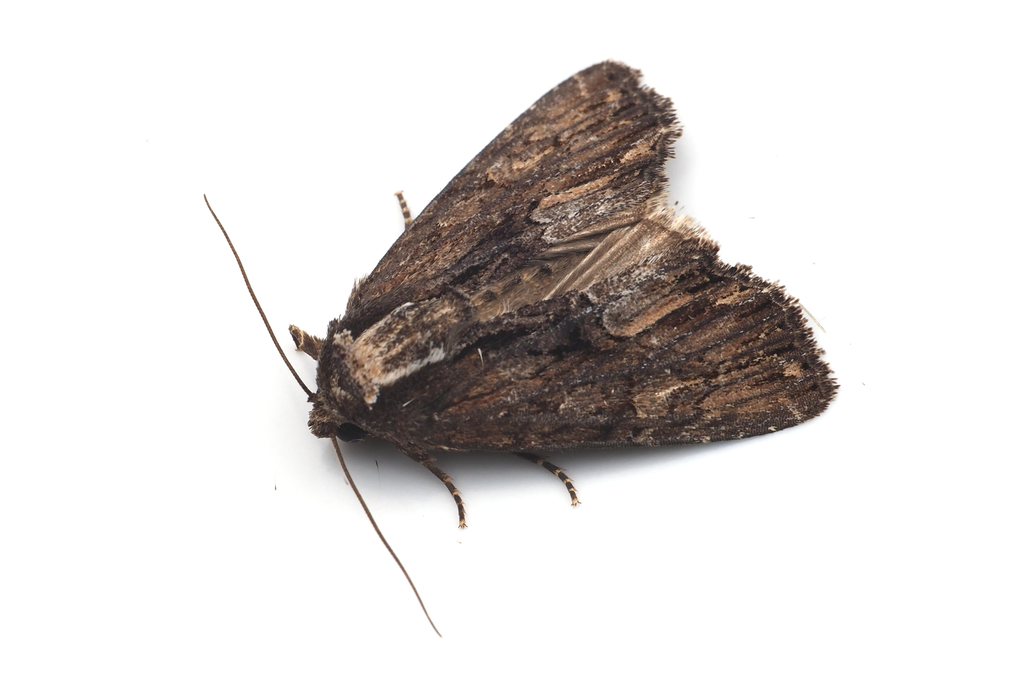 Dipterygina