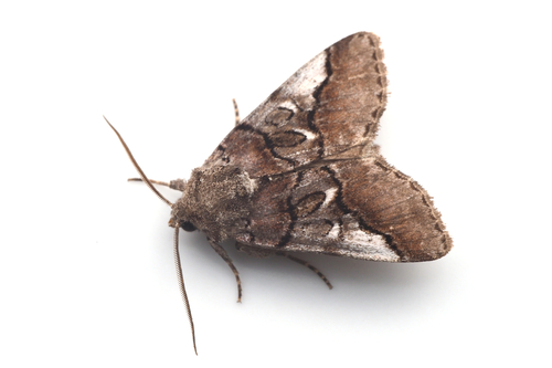 Protomiselia bilinea