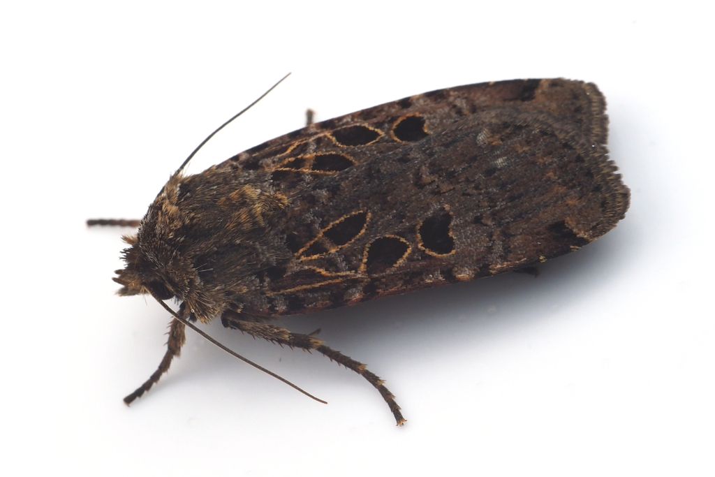 Hermonassa