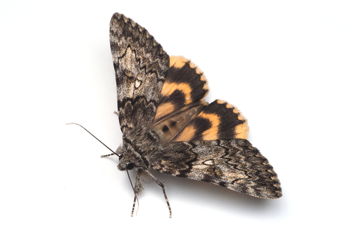 Catocala streckeri Staudinger, 1888