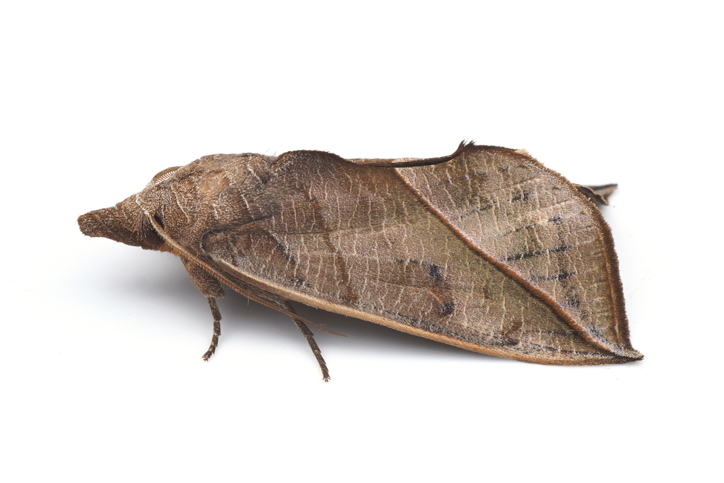 Calyptra gruesa