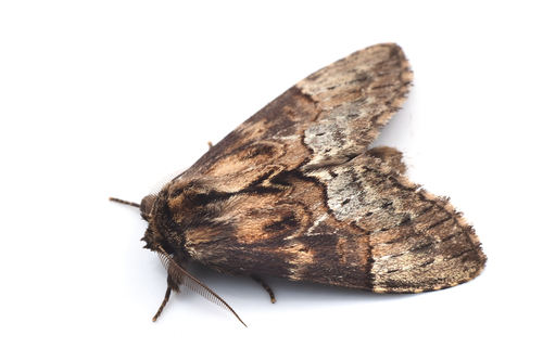 Semidonta