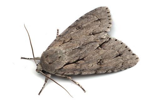 Acronicta major Bremer, 1864
