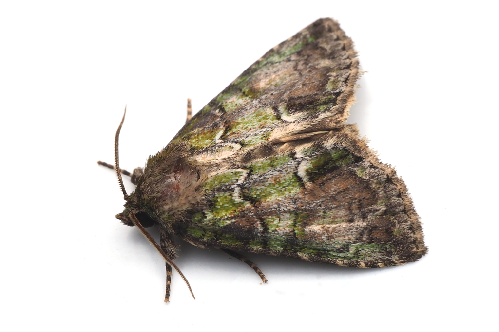 Polyphaenis subviridis