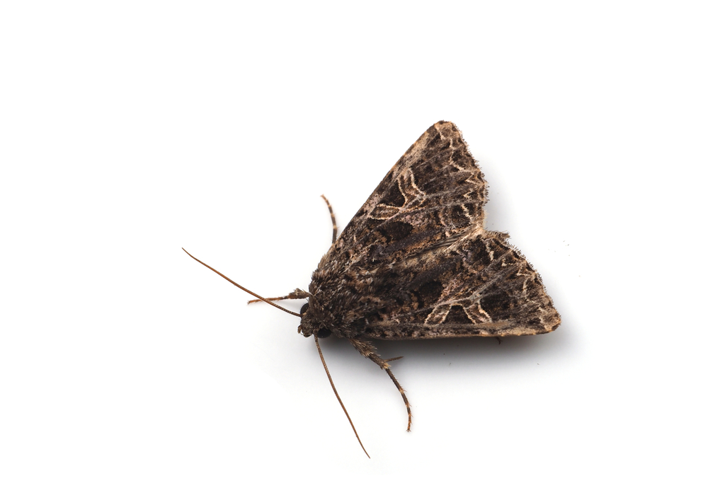Sideridis honeyi