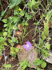 Ricotia lunaria, photograph (c) Jared Lincenberg, some rights reserved (CC BY)