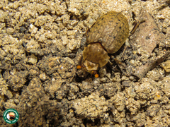 Omorgus suberosus
