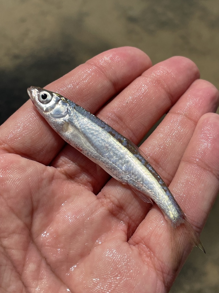 Mesopotamian bleak (Alburnus sellal) — Cyprinidae