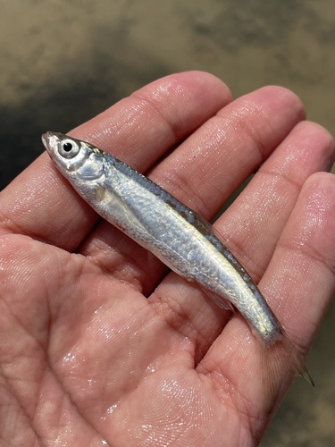 Mesopotamian bleak (Alburnus sellal) — Cyprinidae