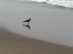 Leucophaeus modestus