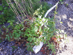 Sanguisorba canadensis