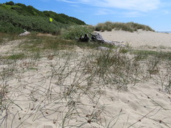 Juncus breweri