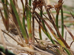 Juncus falcatus sitchensis