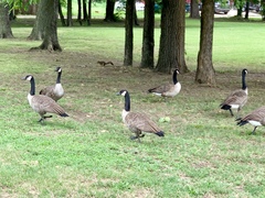 Branta canadensis