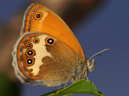 Krūminis Satyriukas nuotrauka