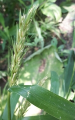 Elymus curvatus