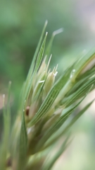 Elymus curvatus