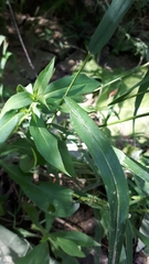 Elymus curvatus