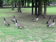 Branta canadensis