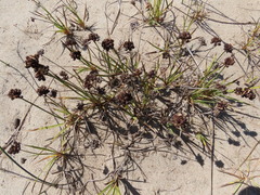 Juncus falcatus sitchensis