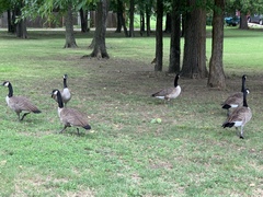 Branta canadensis