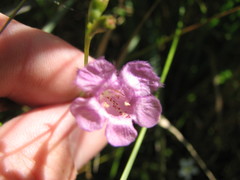 Agalinis maritima