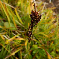 Carex microchaeta