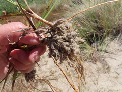 Juncus falcatus sitchensis