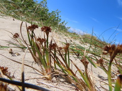 Juncus falcatus sitchensis