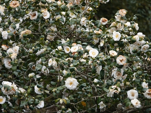 Camellia sasanqua