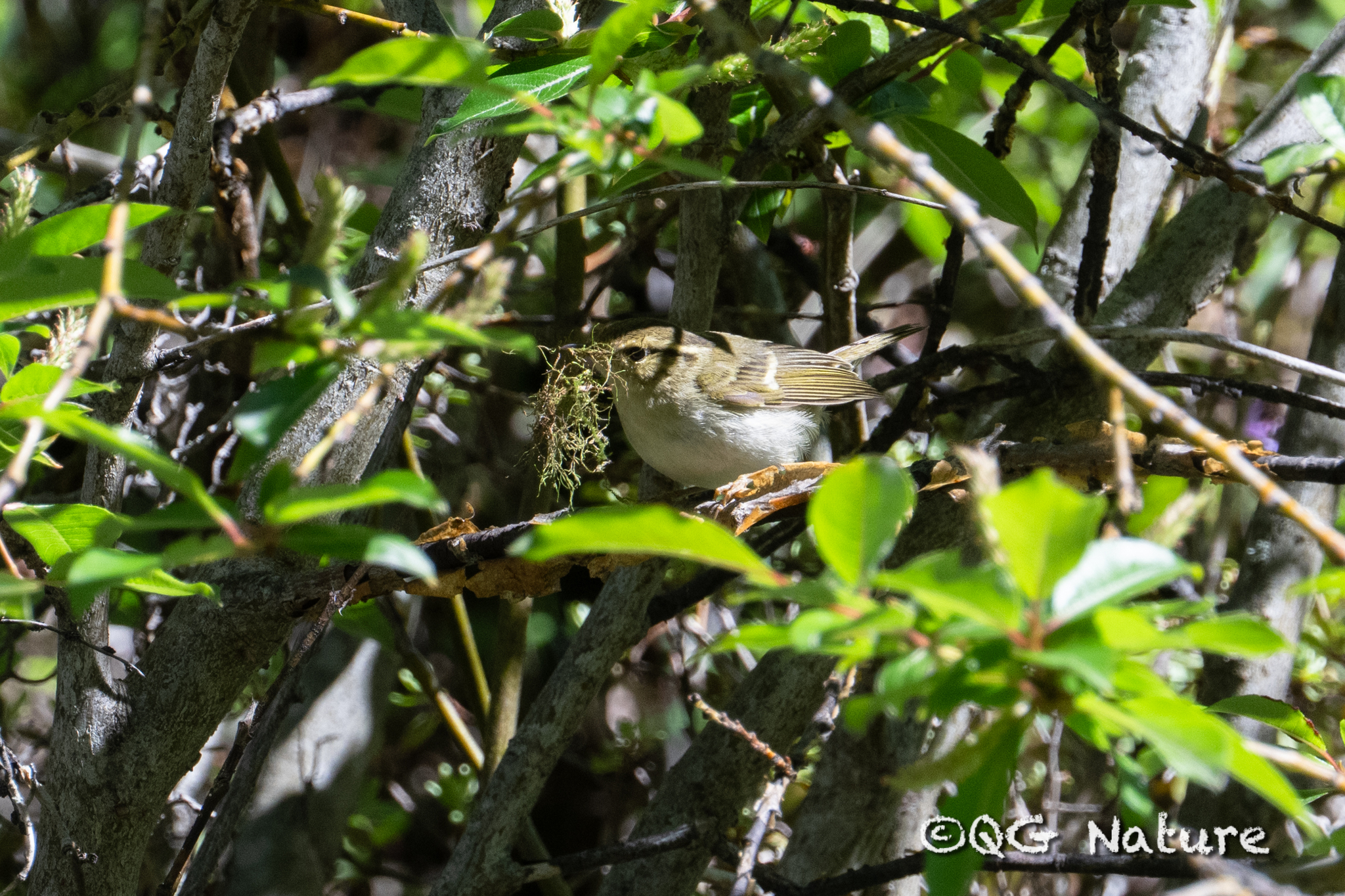Chinese Leaf Warbler