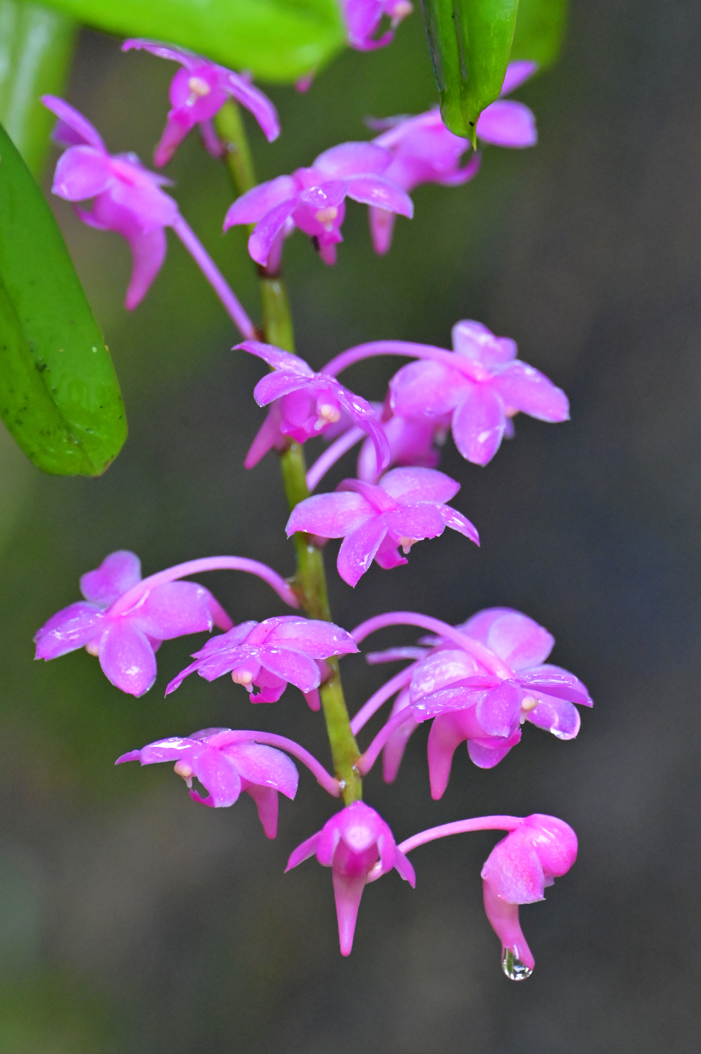 Aerides huttonii (Hook.f.) J.H.Veitch 2
