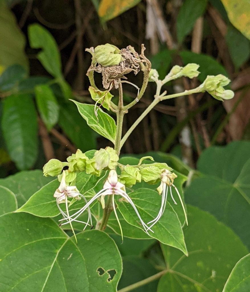 Ngọc nữ lông – Clerodendrum villosum