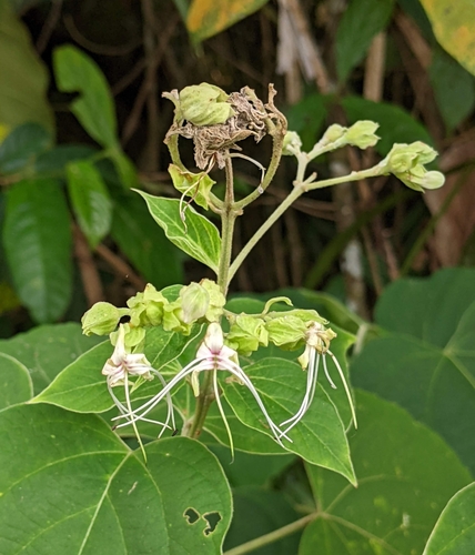 Clerodendrum villosum