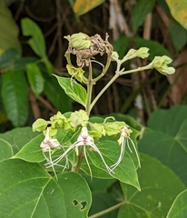 Clerodendrum villosum, photograph (c) Doreen, some rights reserved (CC BY)
