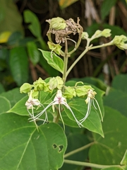 Clerodendrum villosum, photograph (c) Doreen, some rights reserved (CC BY)